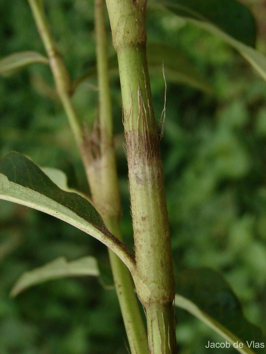 Persicaria barbata (L.) H.Hara